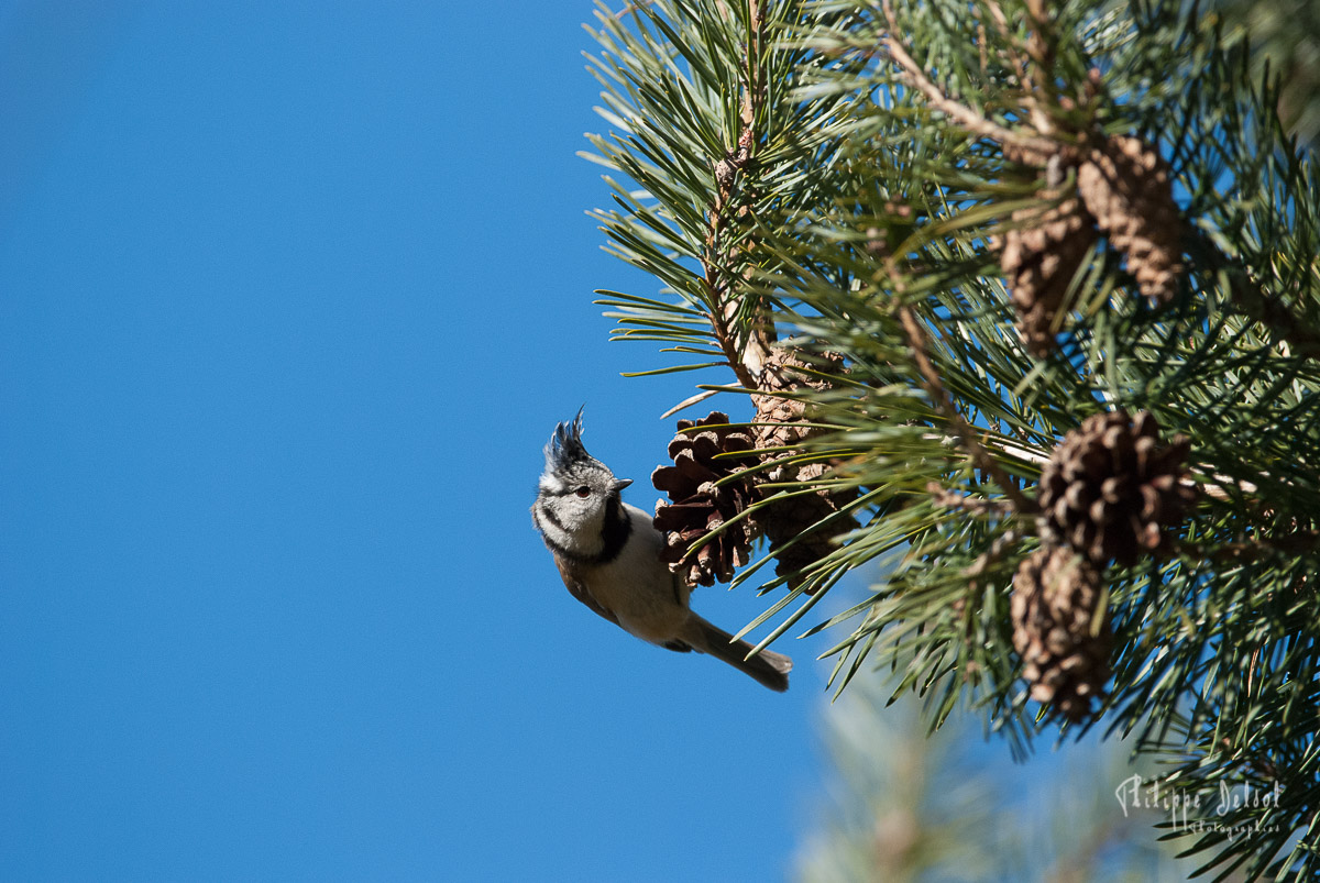 Oiseaux