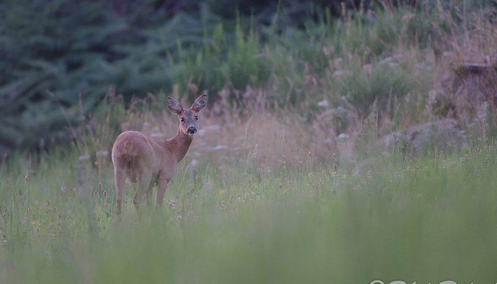 D7000_2012_DSC_4412-1